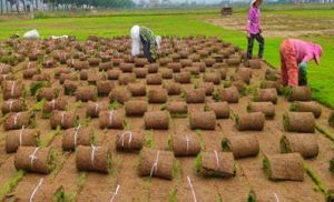昆山綠化養(yǎng)護(hù)公司:草坪建植與管理技術(shù)總結(jié)